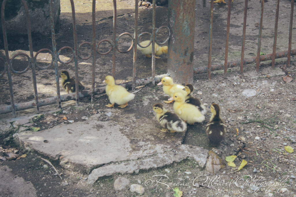 vancouver wedding photographer - romania- travels-13