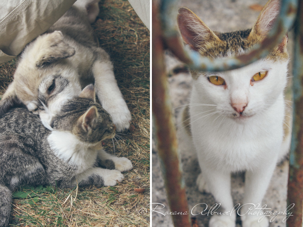 vancouver wedding photographer - romania- travels-14