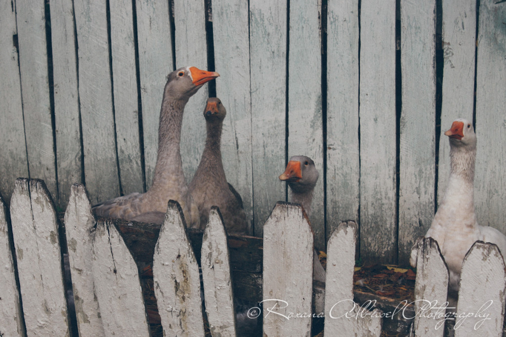 vancouver wedding photographer - romania- travels-15