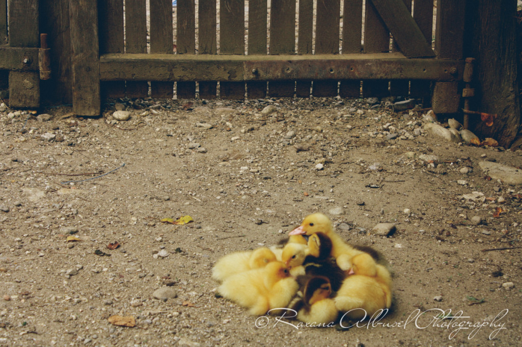 vancouver wedding photographer - romania- travels-17