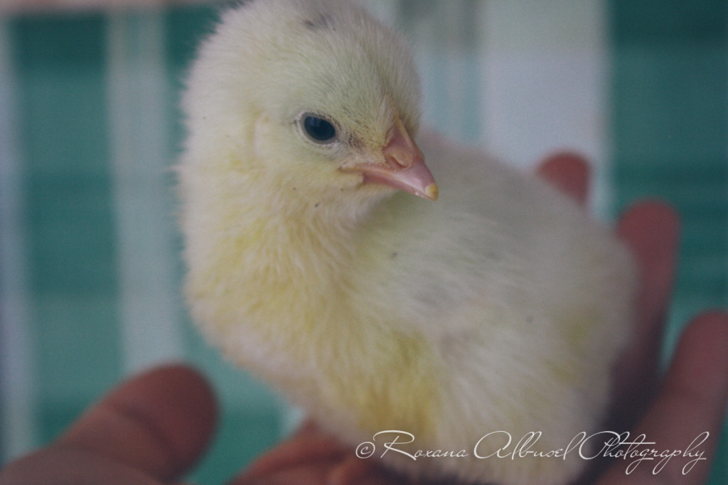 vancouver wedding photographer - romania- travels-18