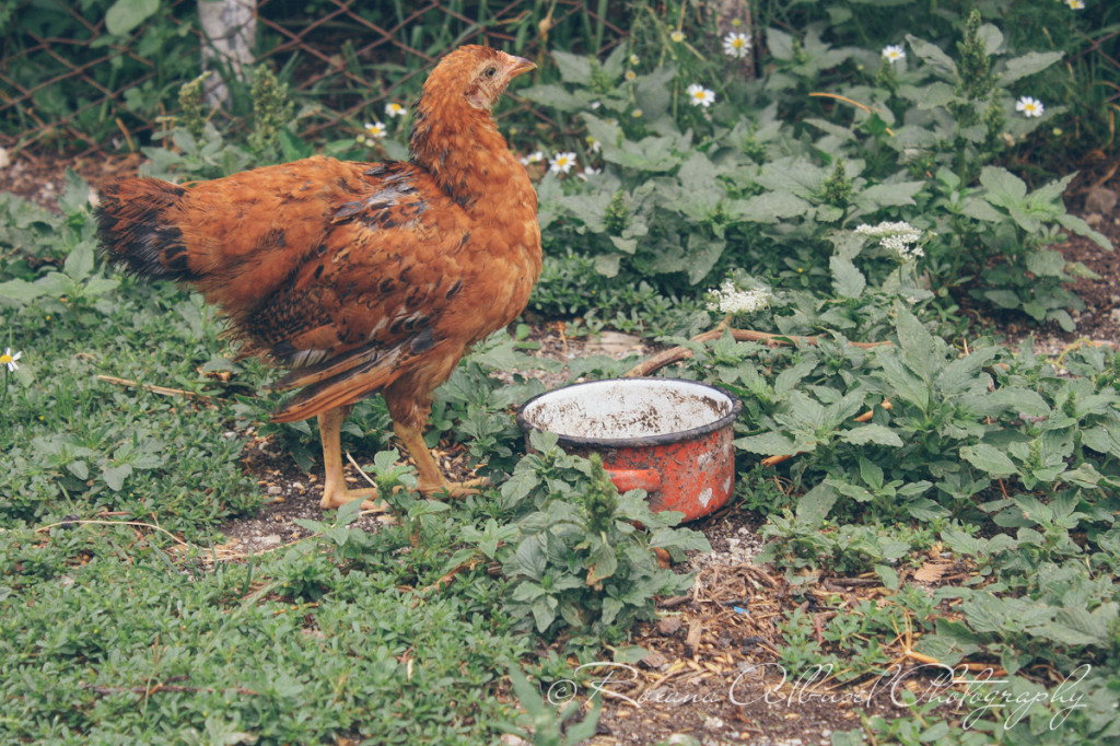 vancouver wedding photographer - romania- travels-29