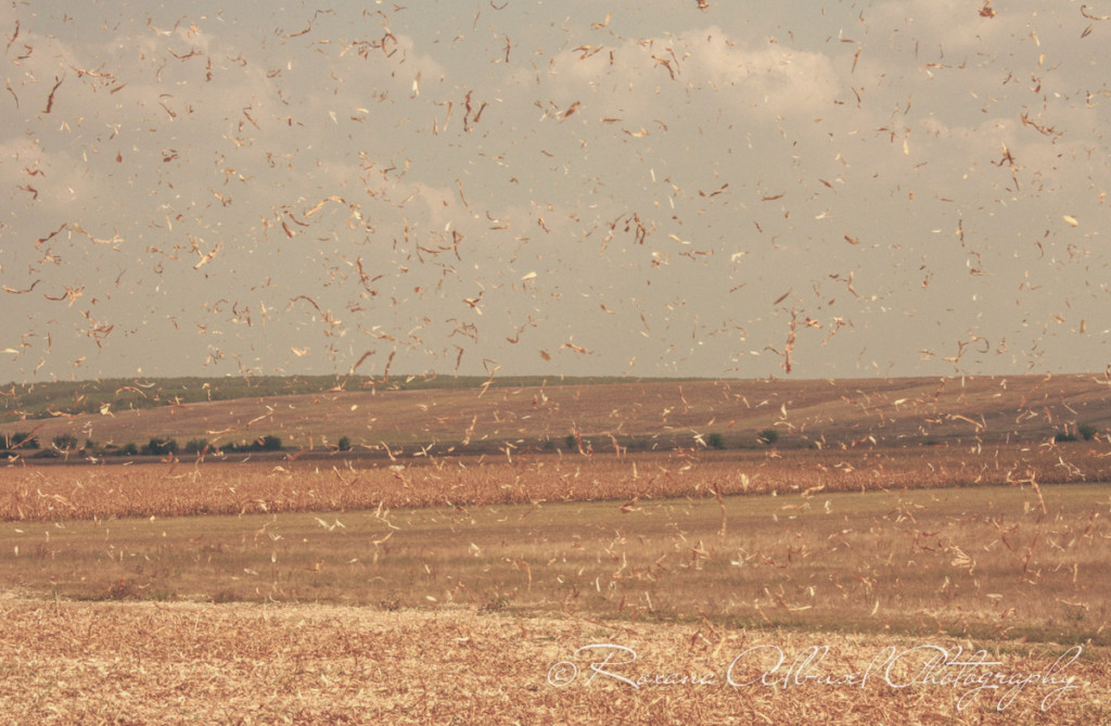 vancouver wedding photographer - romania- travels-38