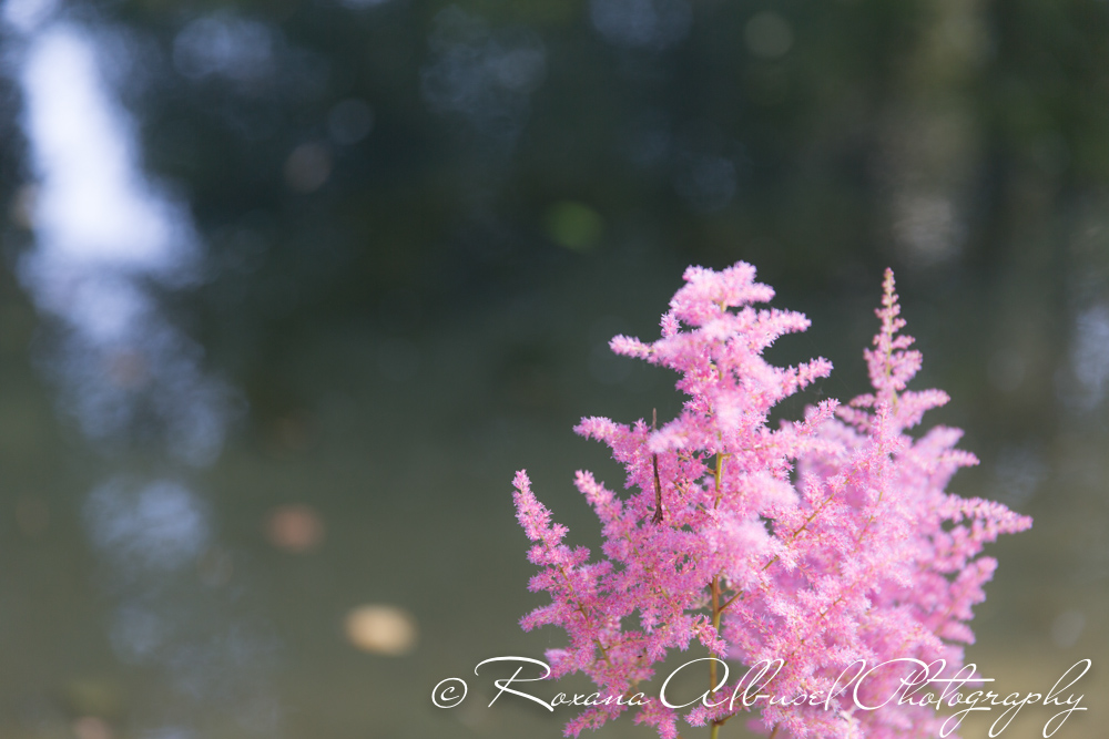 Monica and Samuel Wedding (1 of 300)