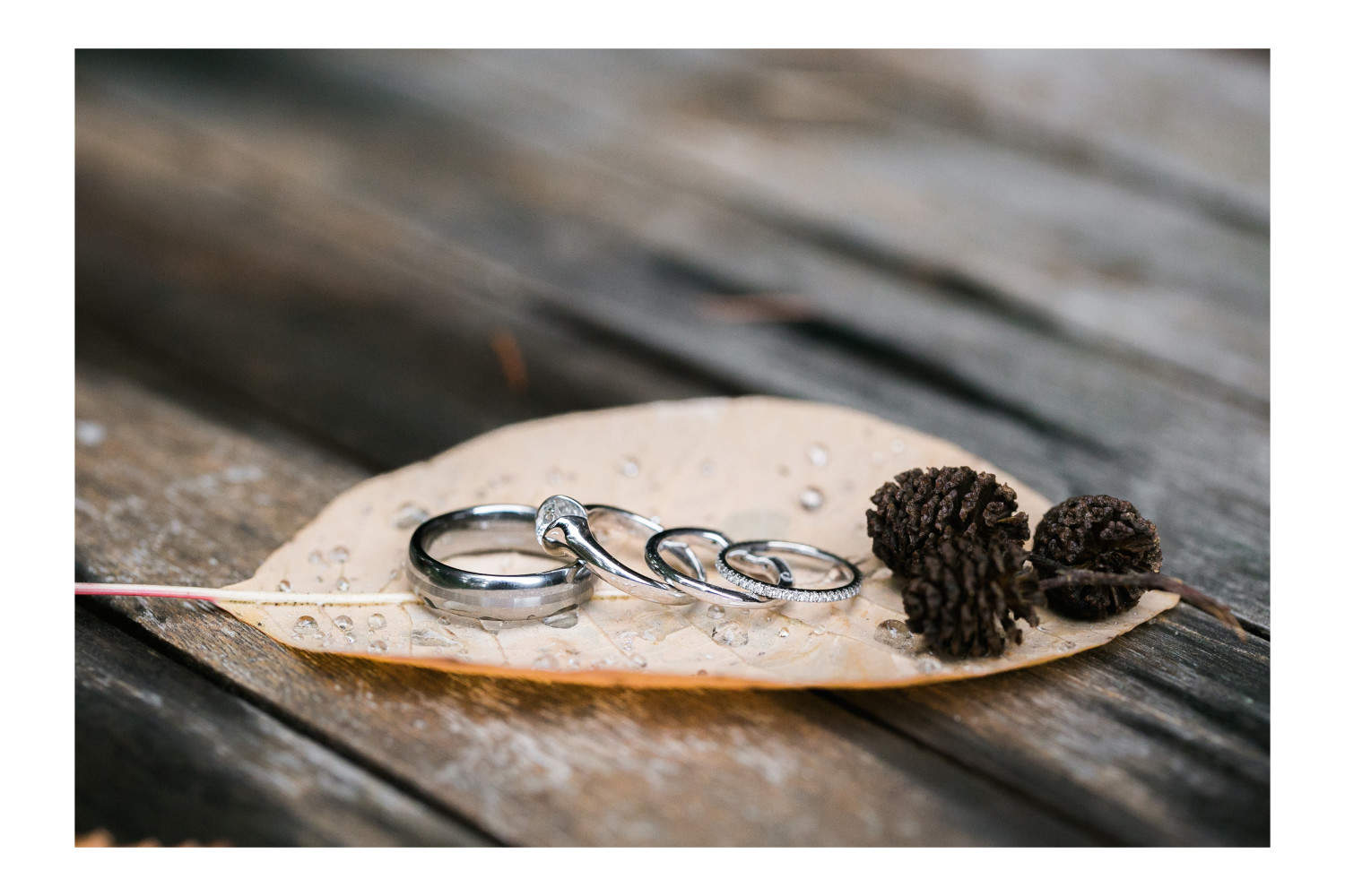 Closeup of wedding rings on a leaf.