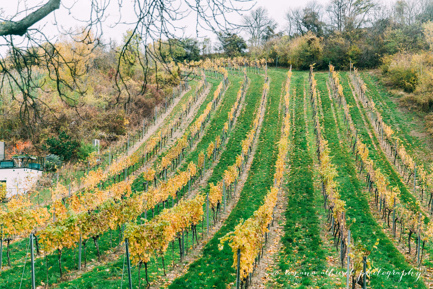 Travel photography of a vineyard in Vienna, November 2015.