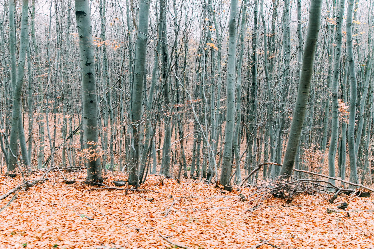 Travel photography in Vienna, November 2015.