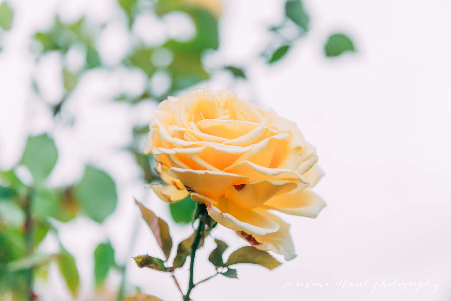 Close-up of a flower during travel in Vienna, November 2015.