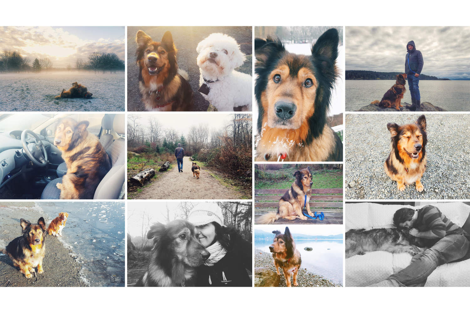 Photo collage of Tasha, our SPCA adopted senior pup.