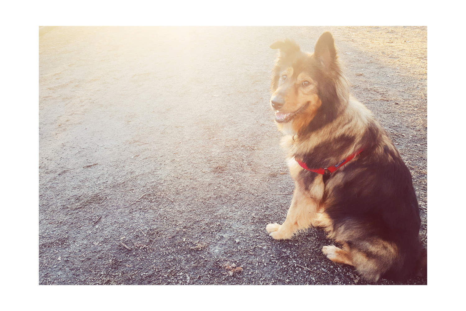 Portrait of Tasha, our SPCA adopted senior pup.