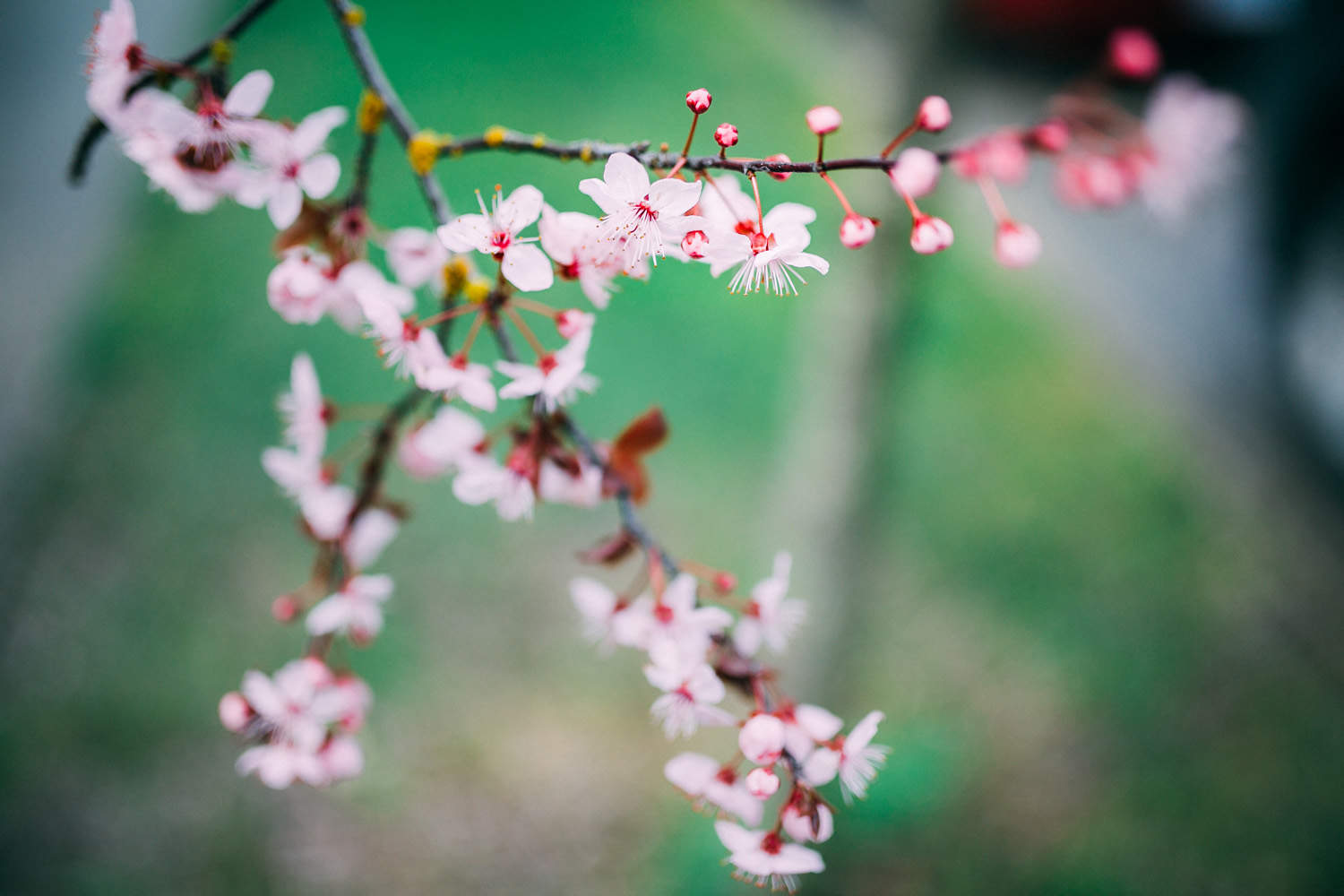 East Vancouver Spring Flowers