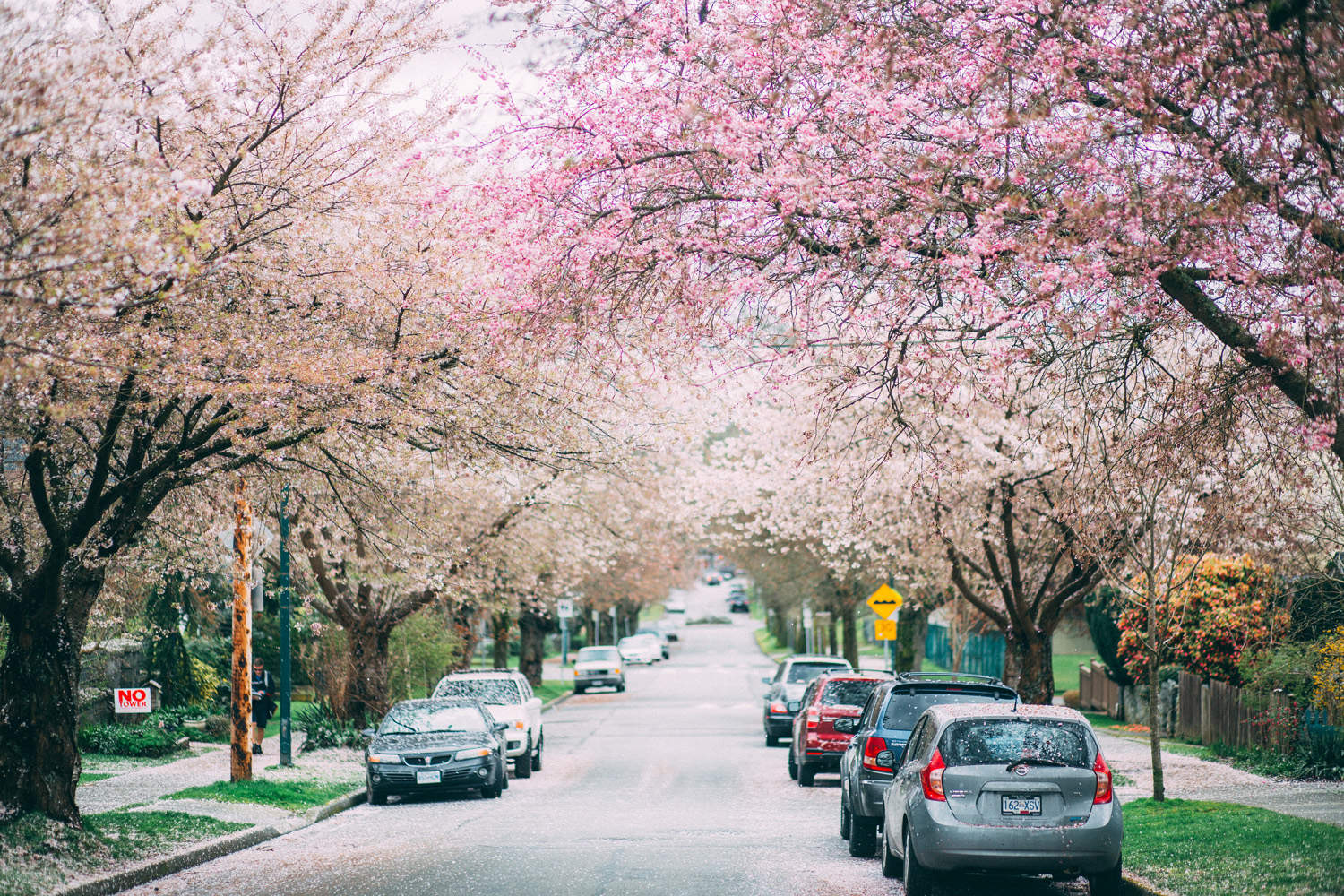 East Vancouver Spring Flowers
