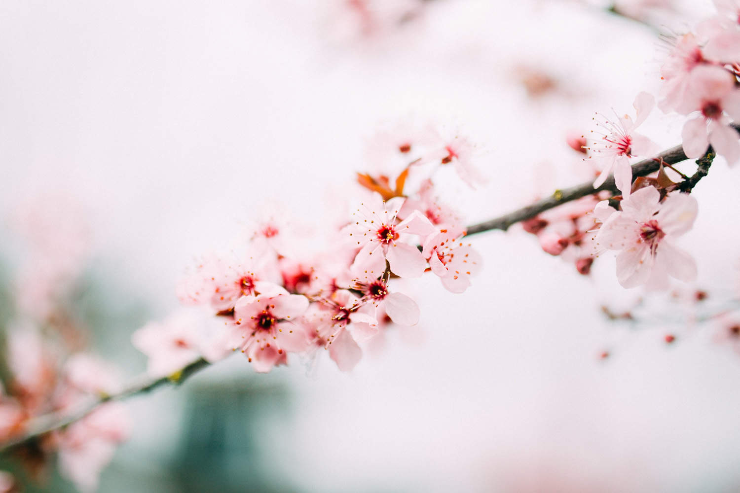 East Vancouver Spring Flowers