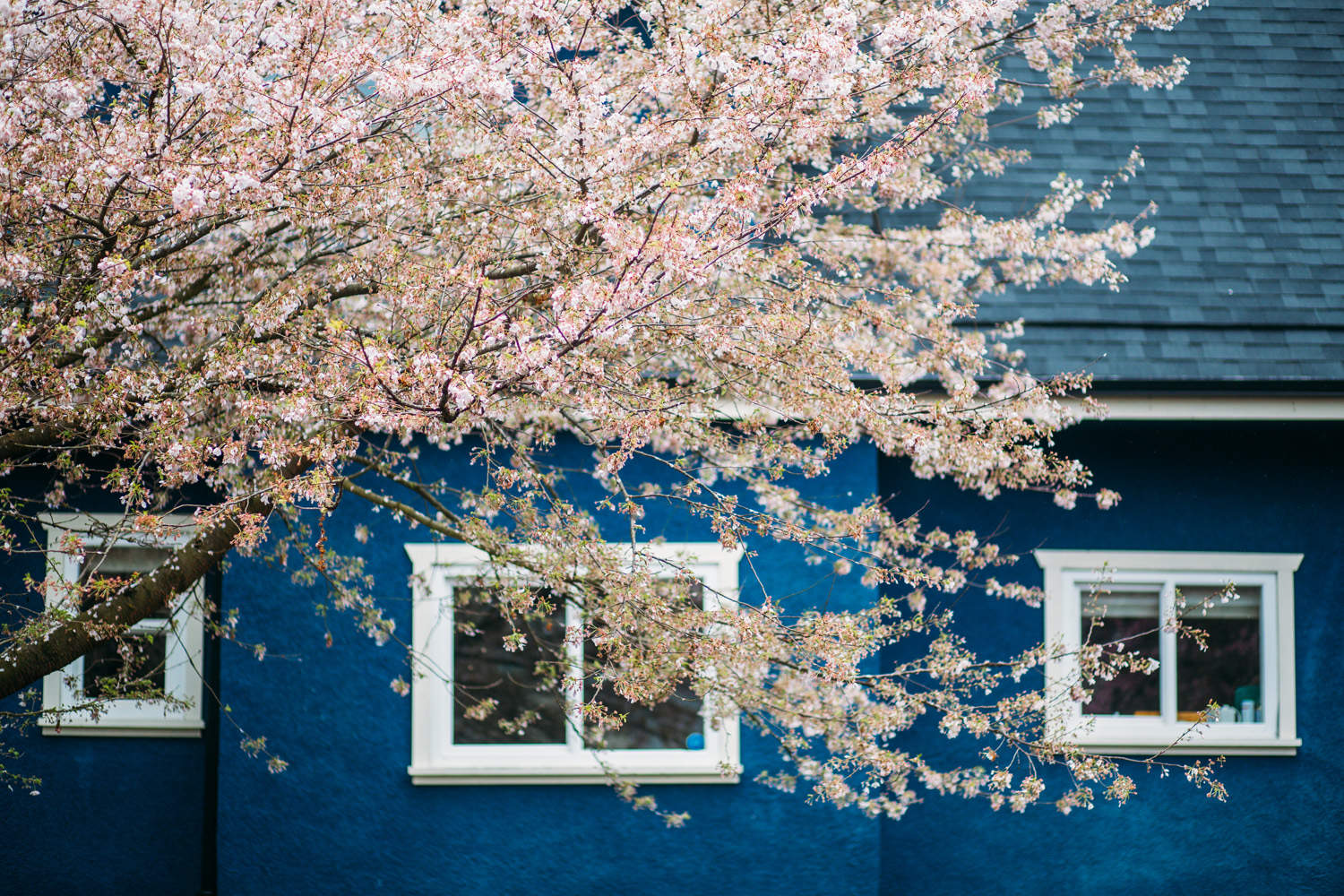 East Vancouver Spring Flowers