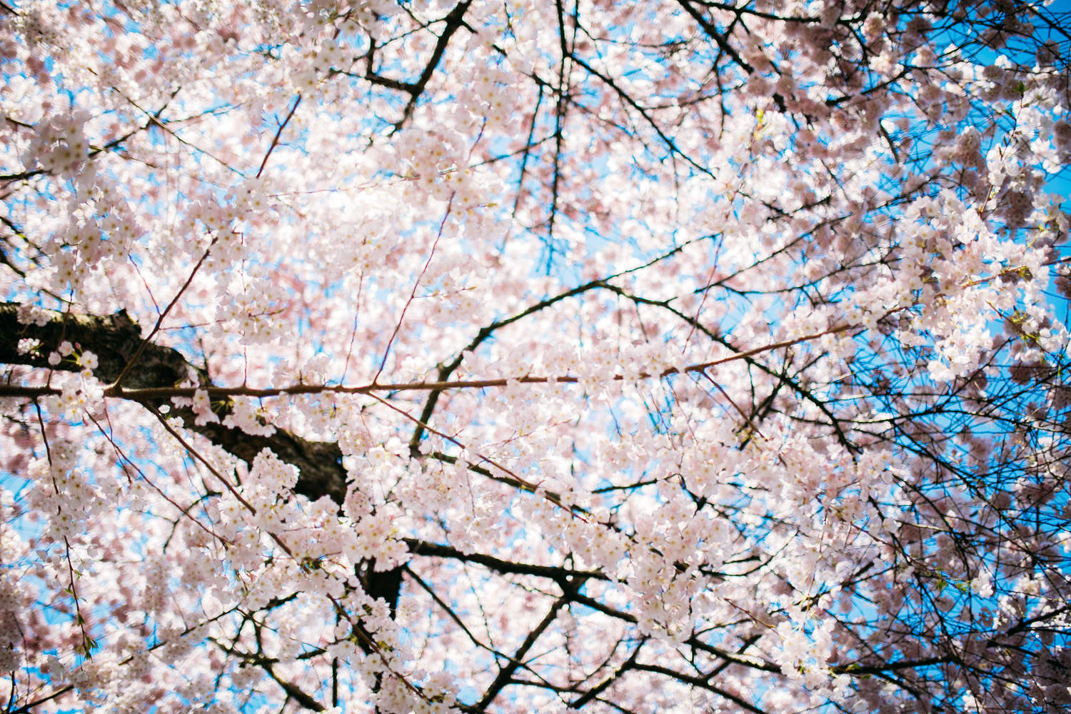 East Vancouver Spring Flowers