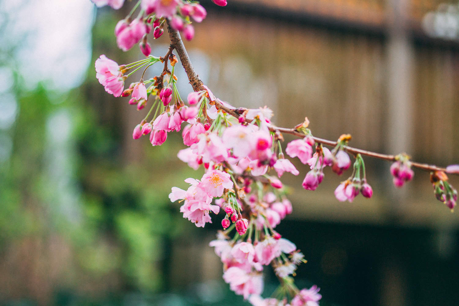 East Vancouver Spring Flowers