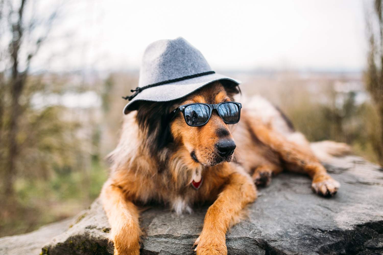 Tasha Dog Portrait in South Vancouver Park