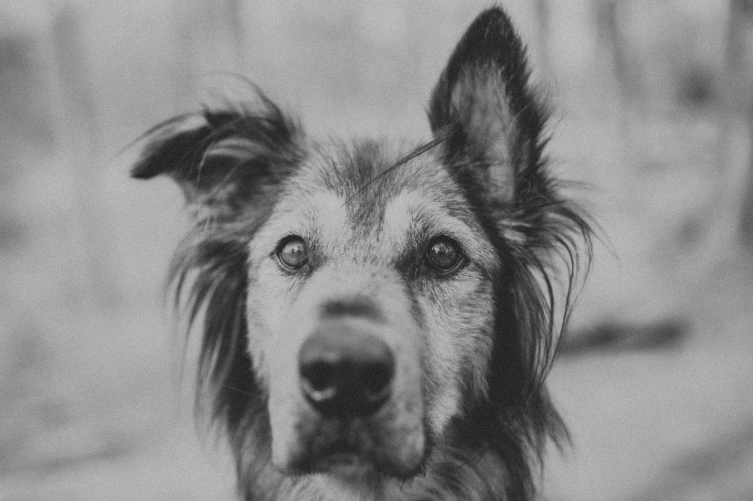 Tasha Dog Portrait in South Vancouver Park