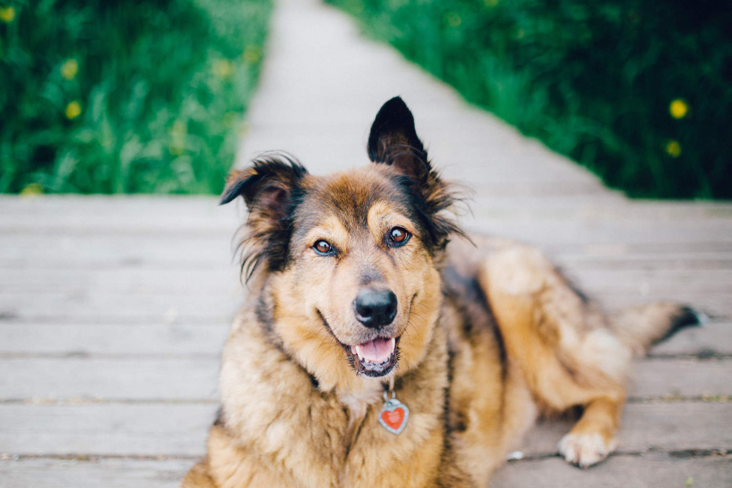 puppy tasha and friends on dock at trout lake