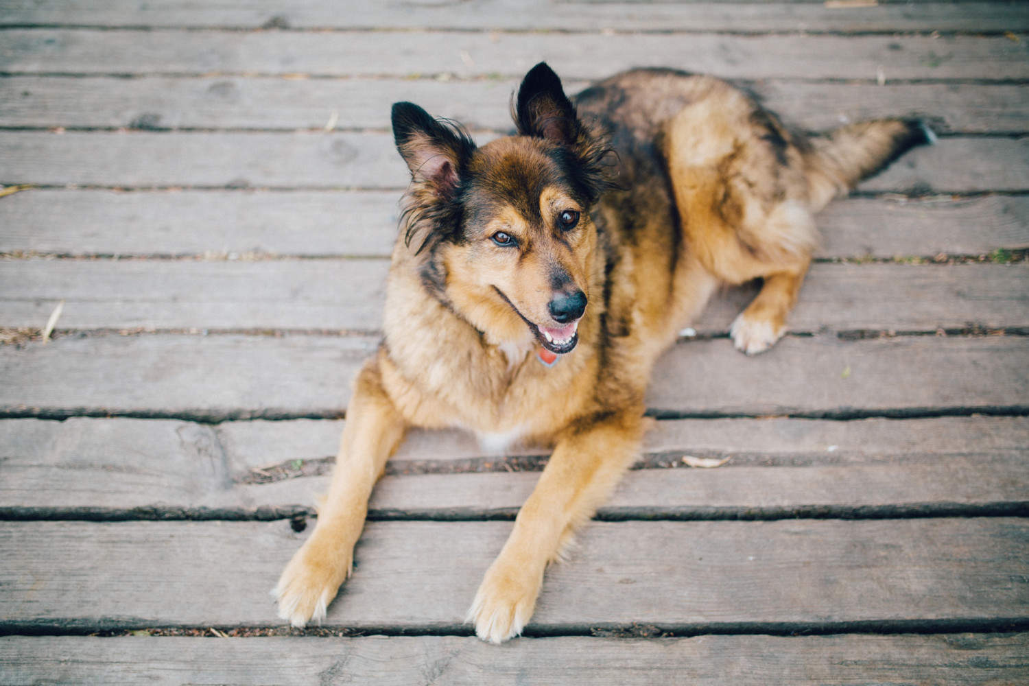 puppy tasha and friends on dock at trout lake