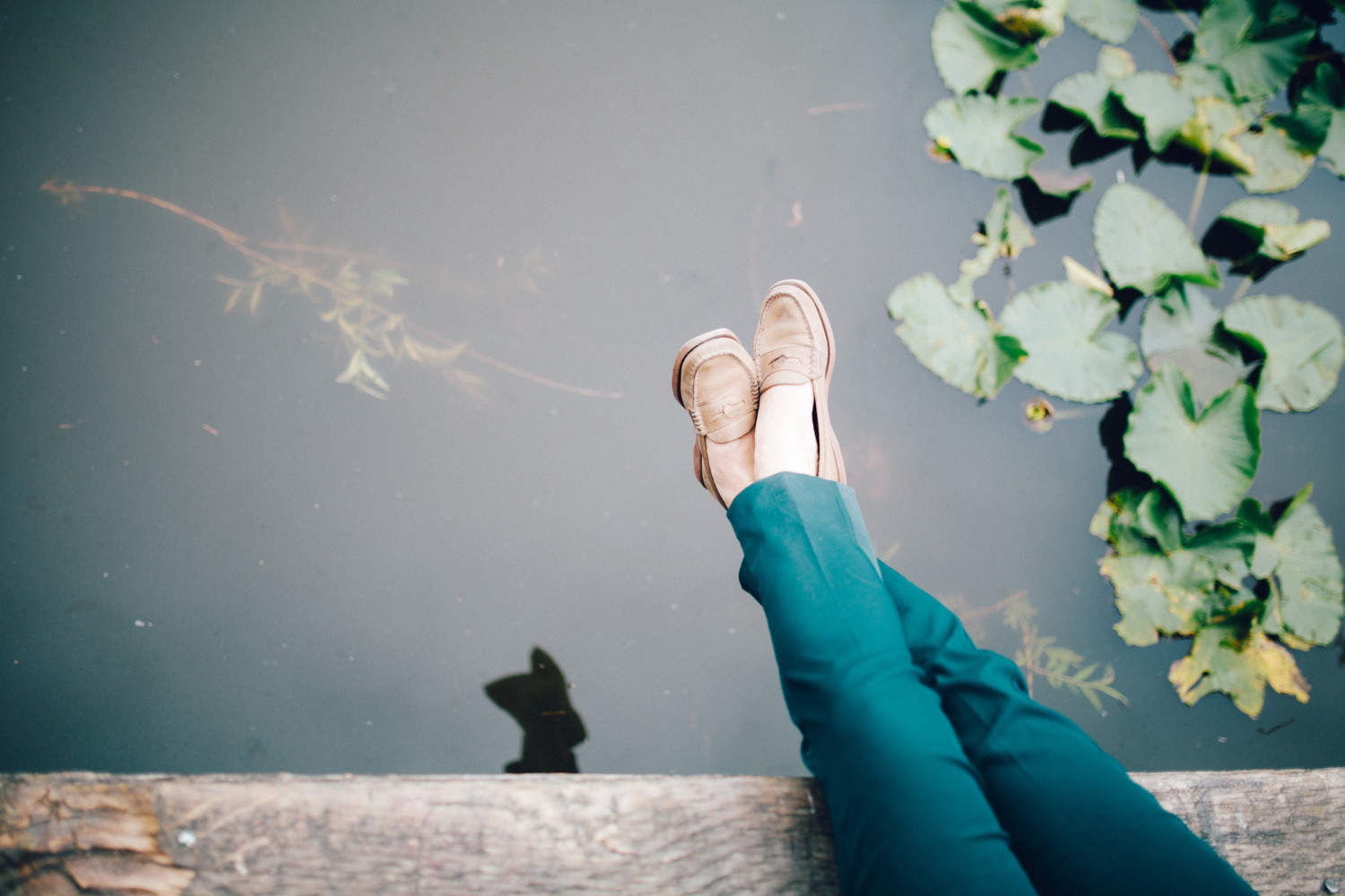 puppy tasha and friends on dock at trout lake